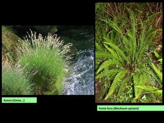 Xunco (Carex...)
Fento fero (Blechnum spicant)
 