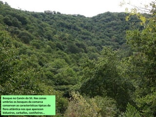 Bosque no Canón do Sil. Nas zonas
umbrías os bosques da comarca
conservan as características típicas da
flora atlántica nos que aparecen
bidueiros, carballos, castiñeiros...
 