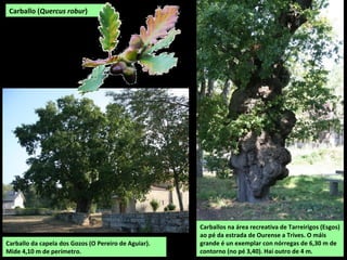 Carballo (Quercus robur)
Carballo da capela dos Gozos (O Pereiro de Aguiar).
Mide 4,10 m de perímetro.
Carballos na área recreativa de Tarreirigos (Esgos)
ao pé da estrada de Ourense a Trives. O máis
grande é un exemplar con nórregas de 6,30 m de
contorno (no pé 3,40). Hai outro de 4 m.
 