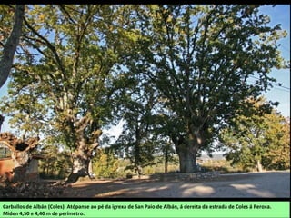 Carballos de Albán (Coles). Atópanse ao pé da igrexa de San Paio de Albán, á dereita da estrada de Coles á Peroxa.
Miden 4,50 e 4,40 m de perímetro.
 