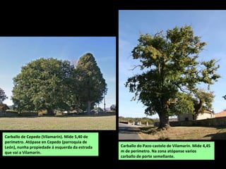 Carballo de Cepedo (Vilamarín). Mide 5,40 de
perímetro. Atópase en Cepedo (parroquia de
León), nunha propiedade á esquerda da estrada
que vai a Vilamarín.
Carballo do Pazo-castelo de Vilamarín. Mide 4,45
m de perímetro. Na zona atópanse varios
carballo de porte semellante.
 