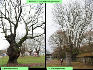 - 4,24 m de perímetro.-6,42 m de perímetro.
Carballos na Feira de Bouzas (Vilamarín)
 
