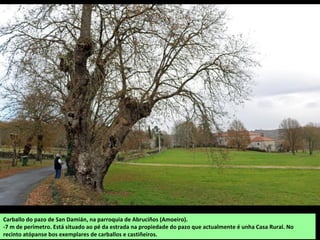 Carballo do pazo de San Damián, na parroquia de Abruciños (Amoeiro).
-7 m de perímetro. Está situado ao pé da estrada na propiedade do pazo que actualmente é unha Casa Rural. No
recinto atópanse bos exemplares de carballos e castiñeiros.
 