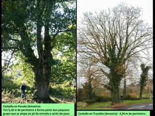 Carballo en Trasalba (Amoeiro) - 4,34 m de perímetro.
Carballo en Parada (Amoeiro).
Ten 5,10 m de perímetro e forma parte dun pequeno
grupo que se atopa ao pé da estrada a carón do pazo.
 