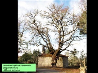 Carballo na capela de Santa Eulalia
(Nogueira Ramuín)
-4,66 m de perímetro
 
