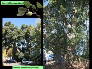 Sobreira (Quercus suber)
Sobreiras do Seminario (Ourense)
 