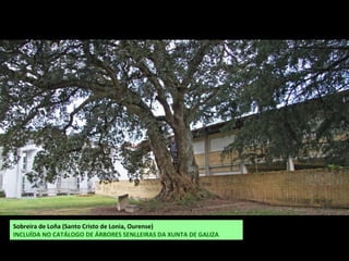 Sobreira de Loña (Santo Cristo de Lonia, Ourense)
INCLUÍDA NO CATÁLOGO DE ÁRBORES SENLLEIRAS DA XUNTA DE GALIZA
 