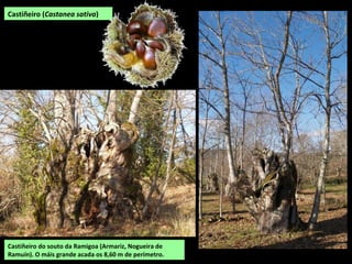 Castiñeiro do souto da Ramigoa (Armariz, Nogueira de
Ramuín). O máis grande acada os 8,60 m de perímetro.
Castiñeiro (Castanea sativa)
 