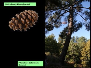 Piñeiro bravo do Seminario
(Ourense)
Piñeiro bravo (Pinus pinaster)
 