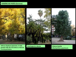 Sóforas (Sophora japonica). A máis
grande mide 20 m de altura e máis de
3 m de perímetro.
XARDÍNS DO POSÍO (Ourense)
Washingtonia robusta Árbores botella
(Brachychiton populneus).
 