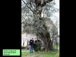 Oliveira na igrexa de
Santa Olaia de Beiro
(Ourense)
 