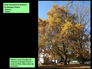 Plátano a área recreativa do
Amieiral en Alongos (Toén), a
carón do Miño. Mide 4,60 m de
perímetro.
Área recreativa O Amieiral
en Alongos (Toén):
-plátanos
-chopos
 