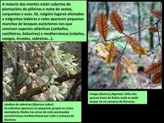 A maioría dos montes están cubertos de
plantacións de piñeiros e mato de xestas,
carqueixas e uces. Só, nalgúns lugares afastados
e nalgunhas ladeiras e vales aparecen pequenas
manchas de bosques autóctonos nos que
conviven especies atlánticas (carballos,
castiñeiros, bidueiros) e mediterráneas (rebolos,
caxigos, érvedos, sobreiras...).
Caxigo (Quercus faginea). Unha das
poucas áreas de Galiza onde se pode
atopar en na comarca de Ourense.
Landras de sobreiras (Quercus suber).
As sobreiras aparecen en pequenos grupos ou como
exemplares illados nas áreas de máis acentuadas
características mediterráneas por toda a comarca de
Ourense.
 