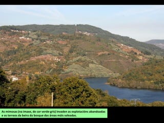 As mimosas (na imaxe, de cor verde-gris) invaden as explotacións abandoadas
e os terreos da beira do bosque das áreas máis soleadas.
 