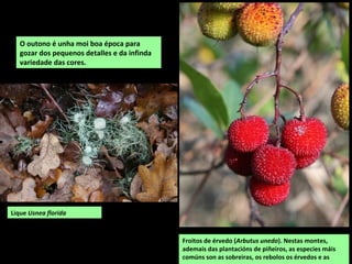 O outono é unha moi boa época para
gozar dos pequenos detalles e da infinda
variedade das cores.
Froitos de érvedo (Arbutus unedo). Nestas montes,
ademais das plantacións de piñeiros, as especies máis
comúns son as sobreiras, os rebolos os érvedos e as
Lique Usnea florida
 