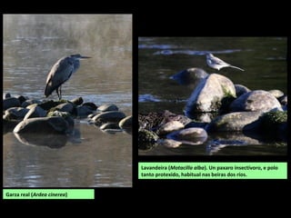 Lavandeira (Motacilla alba). Un paxaro insectívoro, e polo
tanto protexido, habitual nas beiras dos ríos.
Garza real (Ardea cinerea)
 