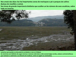 Lameiras que quedan ao descuberto ao debalar o mar en Vilaboa.
As marismas son hábitats de augas mornas e mansas onde bule a vida vexetal (algas verdes, sebas) e animal (miñocas
que remexen o substrato e se alimenta de resíduos, como os cagóns ou arenícolas).
Nos areais das dúas rías hai importantes zonas de marisqueo a pé e parques de cultivo
(bateas de mexillón e ostra).
Son áreas de grande importancia biolóxica que acollen un bo número de aves acuáticas, sobre
todo no inverno.
 