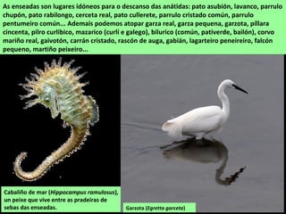 As enseadas son lugares idóneos para o descanso das anátidas: pato asubión, lavanco, parrulo
chupón, pato rabilongo, cerceta real, pato cullerete, parrulo cristado común, parrulo
pentumeiro común... Ademais podemos atopar garza real, garza pequena, garzota, píllara
cincenta, pilro curlibico, mazarico (curlí e galego), bilurico (común, pativerde, bailón), corvo
mariño real, gaivotón, carrán cristado, rascón de auga, gabián, lagarteiro peneireiro, falcón
pequeno, martiño peixeiro...
Cabaliño de mar (Hippocampus ramulosus),
un peixe que vive entre as pradeiras de
sebas das enseadas. Garzota (Egretta garceta)
 