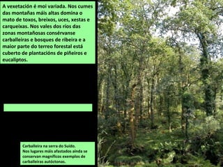 A vexetación é moi variada. Nos cumes
das montañas máis altas domina o
mato de toxos, breixos, uces, xestas e
carqueixas. Nos vales dos ríos das
zonas montañosas consérvanse
carballeiras e bosques de ribeira e a
maior parte do terreo forestal está
cuberto de plantacións de piñeiros e
eucaliptos.
Carballeira na serra do Suído.
Nos lugares máis afastados aínda se
conservan magníficos exemplos de
carballeiras autóctonas.
 
