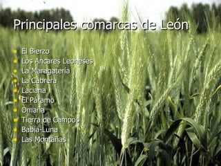 El Bierzo Los Ancares Leoneses La Maragatería La Cabrera Laciana El Páramo Omaña Tierra de Campos Babia-Luna Las Montañas Principales comarcas de León 