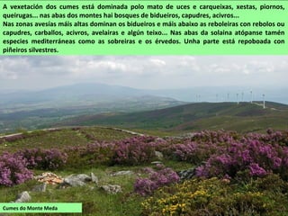 A vexetación dos cumes está dominada polo mato de uces e carqueixas, xestas, piornos,
queirugas... nas abas dos montes hai bosques de bidueiros, capudres, acivros...
Nas zonas avesías máis altas dominan os bidueiros e máis abaixo as reboleiras con rebolos ou
capudres, carballos, acivros, avelairas e algún teixo... Nas abas da solaina atópanse tamén
especies mediterráneas como as sobreiras e os érvedos. Unha parte está repoboada con
piñeiros silvestres.
Cumes do Monte Meda
 