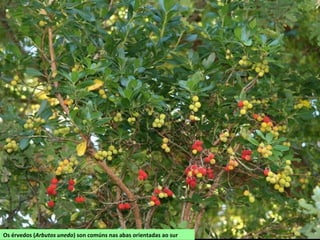 Os érvedos (Arbutos unedo) son comúns nas abas orientadas ao sur
 
