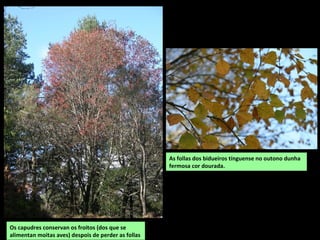 Os capudres conservan os froitos (dos que se
alimentan moitas aves) despois de perder as follas
As follas dos bidueiros tínguense no outono dunha
fermosa cor dourada.
 
