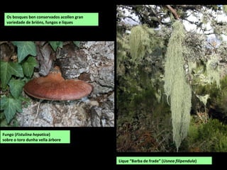 Os bosques ben conservados acollen gran
variedade de brións, fungos e liques
Lique “Barba de frade” (Usnea filipendula)
Fungo (Fistulina hepatica)
sobre o toro dunha vella árbore
 