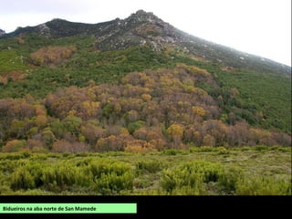 Bidueiros na aba norte de San Mamede
 