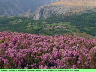 Vista do Canón do Sil (Parada do Sil) desde o alto de Cabeza de Meda, no primeiro plano uces en flor.
 