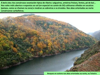 Bosques en outono nas abas orientadas ao norte, na Teixeira
Á beira dos ríos consérvase vexetación típica de ribeira: salgueiros, amieiras freixos, fentos, pé de boi...
Nos vales máis abertos e expostos ao sol (en especial no canón do Sil) cultívanse viñedos en socalcos
(pataos, como se chaman na zona) e medran as sobreiras e os érvedos. Nas abas orientadas ao norte
consérvanse carballeiras.
 
