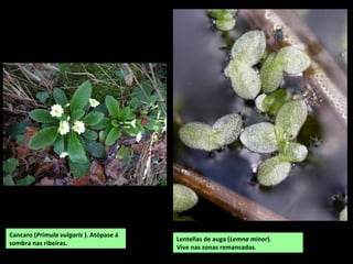 Cancaro (Primula vulgaris ). Atópase á
sombra nas ribeiras.
Lentellas de auga (Lemna minor).
Vive nas zonas remansadas.
 