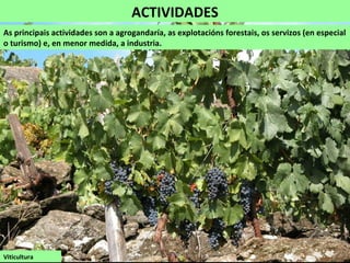ACTIVIDADES
As principais actividades son a agrogandaría, as explotacións forestais, os servizos (en especial
o turismo) e, en menor medida, a industria.
Viticultura
 