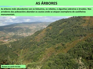 AS ÁRBORES
Bosque no canón do Edo
As árbores máis abundantes son os bidueiros, os rebolos, e algunhas sobreiras e érvedos. Nos
arredores das poboacións abondan os soutos onde se atopan exemplares de castiñeiros
monumentais.
 