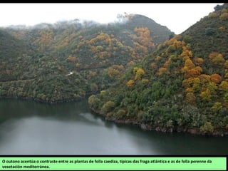 O outono acentúa o contraste entre as plantas de folla caediza, típicas das fraga atlántica e as de folla perenne da
vexetación mediterránea.
 