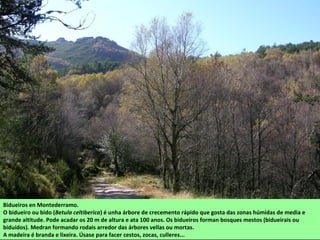Bidueiros en Montederramo.
O bidueiro ou bido (Betula celtiberica) é unha árbore de crecemento rápido que gosta das zonas húmidas de media e
grande altitude. Pode acadar os 20 m de altura e ata 100 anos. Os bidueiros forman bosques mestos (bidueirais ou
biduídos). Medran formando rodais arredor das árbores vellas ou mortas.
A madeira é branda e lixeira. Úsase para facer cestos, zocas, culleres...
 