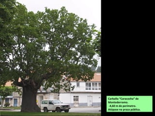 Carballo “Caracocha” de
Montederramo.
-4,60 m de perímetro.
Atópase na praza pública.
 