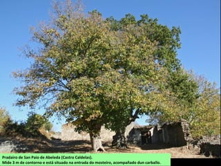 Pradairo de San Paio de Abeleda (Castro Caldelas).
Mide 3 m de contorno e está situado na entrada do mosteiro, acompañado dun carballo.
 