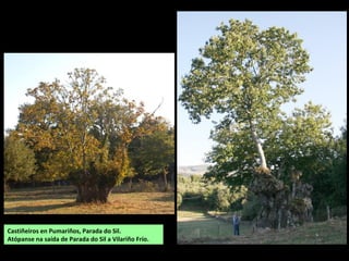Castiñeiros en Pumariños, Parada do Sil.
Atópanse na saída de Parada do Sil a Vilariño Frío.
 