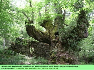Castiñeiro en Trambolosríos (Parada do Sil). No souto do lugar, preto dunha construción abandonada.
Está incluído no CATÁLOGO DE ÁRBORES SENLLEIRAS DA XUNTA DE GALIZA
 