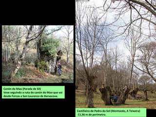 Canón do Mao (Parada de Sil)
Vese seguindo a ruta do canón do Mao que vai
desde Forcas a San Lourenzo de Barxacova.
Castiñeiro de Pedra do Sol (Montoedo, A Teixeira)
-11,56 m de perímetro.
 