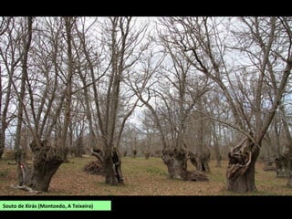 Souto de Xirás (Montoedo, A Teixeira)
 