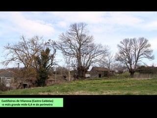 Castiñeiros de Vilanova (Castro Caldelas)
-o máis grande mide 6,4 m de perímetro
 