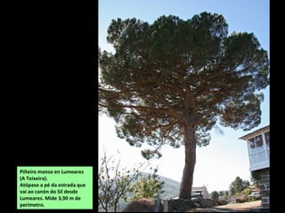 Piñeiro manso en Lumeares
(A Teixeira).
Atópase a pé da estrada que
vai ao canón do Sil desde
Lumeares. Mide 3,90 m de
perímetro.
 