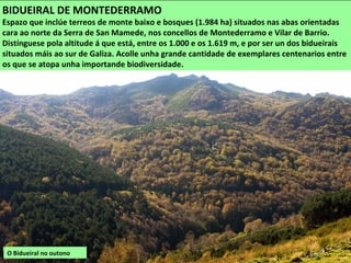 O Bidueiral no outono
BIDUEIRAL DE MONTEDERRAMO
Espazo que inclúe terreos de monte baixo e bosques (1.984 ha) situados nas abas orientadas
cara ao norte da Serra de San Mamede, nos concellos de Montederramo e Vilar de Barrio.
Distínguese pola altitude á que está, entre os 1.000 e os 1.619 m, e por ser un dos bidueirais
situados máis ao sur de Galiza. Acolle unha grande cantidade de exemplares centenarios entre
os que se atopa unha importande biodiversidade.
 