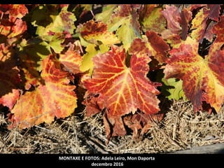 MONTAXE E FOTOS: Adela Leiro, Mon Daporta
decembro 2016
 