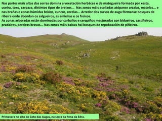 Primavera no alto do Coto das Augas, na serra da Pena da Edra.
Nas partes máis altas das serras domina a vexetación herbácea e de matogueira formada por xesta,
uceira, toxo, carpaza, distintos tipos de breixos... Nas zonas máis asolladas atópanse arzaias, macelas... e
nas brañas e zonas húmidas brións, xuncos, rorelas... Arredor dos cursos de auga fórmanse bosques de
ribeira onde abondan os salgueiros, as amieiras e os freixos.
As zonas arboradas están dominadas por carballos e cerquiños mesturadas con bidueiros, castiñeiros,
pradairos, pereiras bravas... Nas zonas máis baixas hai bosques de repoboación de piñeiros.
 