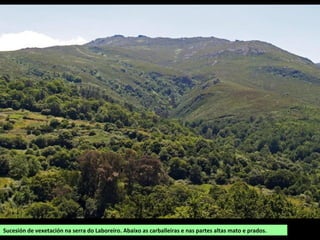 Sucesión de vexetación na serra do Laboreiro. Abaixo as carballeiras e nas partes altas mato e prados.
 