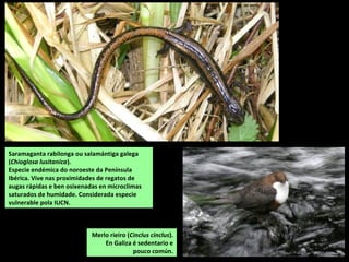 Saramaganta rabilonga ou salamántiga galega
(Chioglosa lusitanica).
Especie endémica do noroeste da Península
Ibérica. Vive nas proximidades de regatos de
augas rápidas e ben osixenadas en microclimas
saturados de humidade. Considerada especie
vulnerable pola IUCN.
Merlo rieiro (Cinclus cinclus).
En Galiza é sedentario e
pouco común.
 