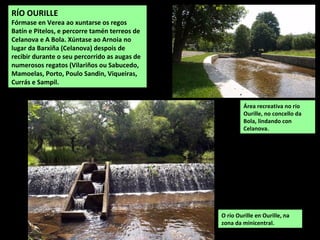RÍO OURILLE
Fórmase en Verea ao xuntarse os regos
Batín e Pitelos, e percorre tamén terreos de
Celanova e A Bola. Xúntase ao Arnoia no
lugar da Barxiña (Celanova) despois de
recibir durante o seu percorrido as augas de
numerosos regatos (Vilariños ou Sabucedo,
Mamoelas, Porto, Poulo Sandin, Viqueiras,
Currás e Sampil.
O río Ourille en Ourille, na
zona da minicentral.
Área recreativa no río
Ourille, no concello da
Bola, lindando con
Celanova.
 